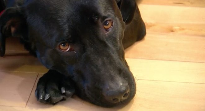 Dog Saves 87-Year-Old Neighbor After She Falls During Cold Snap