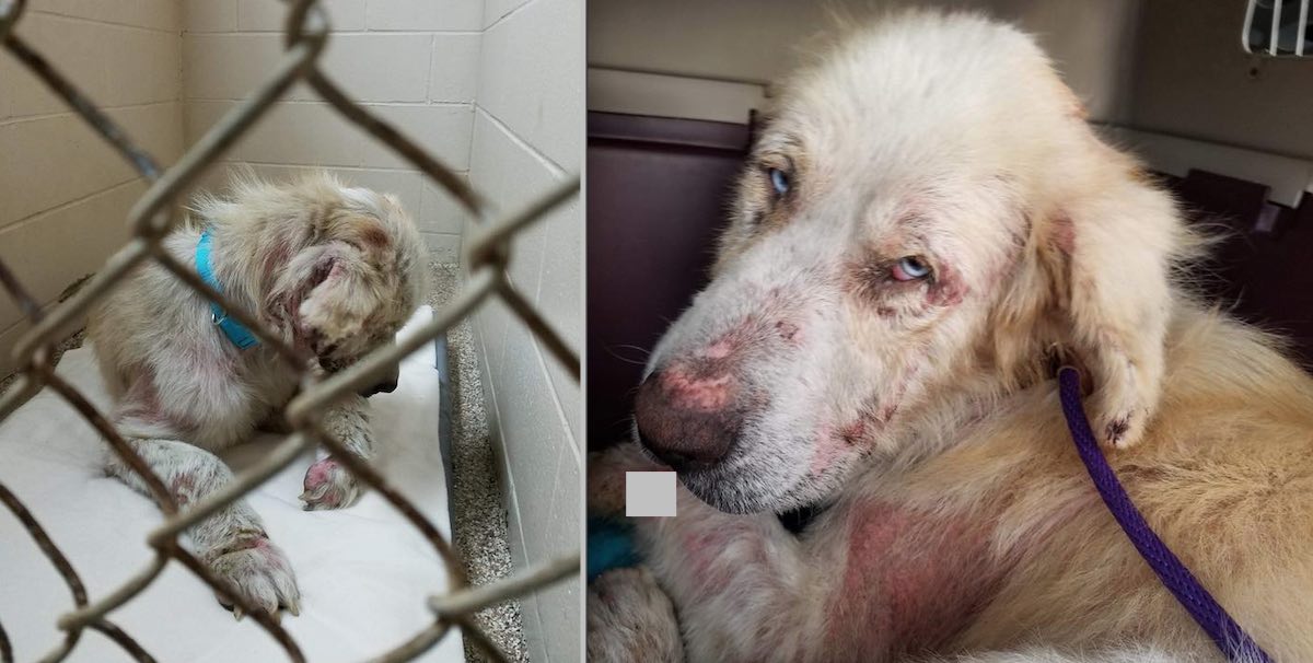Starving Great Pyrenees Found In Desperate Condition At Shelter Is Loving Life Now