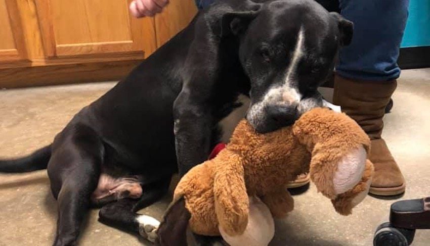 Shelter Dog Found Dragging Heavy Chain Always Has His ‘Best Friend’ With Him