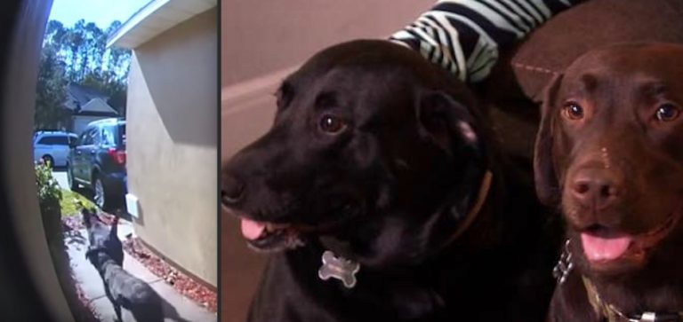 Dogs Heroically Run To Get Help When Their Mom Suffers Stroke