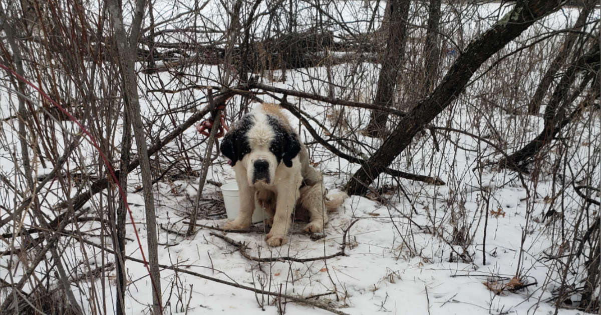 Newly Rescued Senior St. Bernard Survives 17 Days In The Freezing Cold