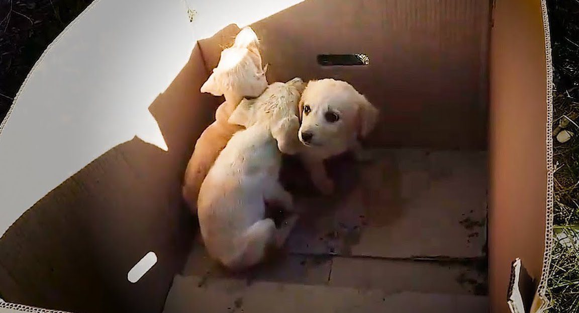 Man Rescues Abandoned Puppies Out Of The Trash Every Single Day