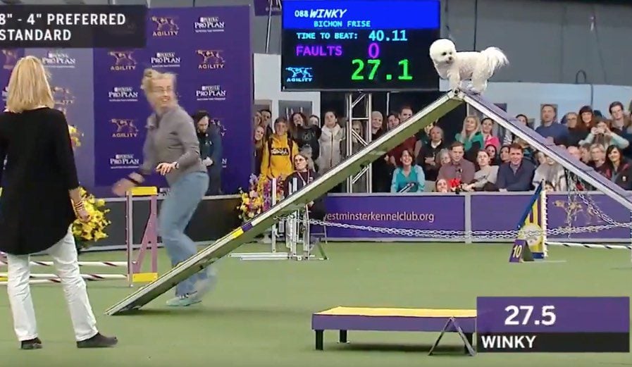 Funny Dog Leisurely Tackles Agility Course And Wins Fans At Westminster Dog Show