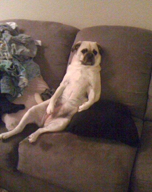 "My pugador Brina got caught sitting on the couch like this : )" Photo credit: Hiliary Berger
