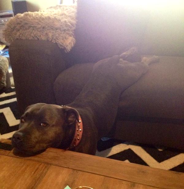 "My blue staffy Roxy can't decide whether she wants to lay on the couch or the table- so she lays on both at the same time." Photo credit: Hayley A. Brown