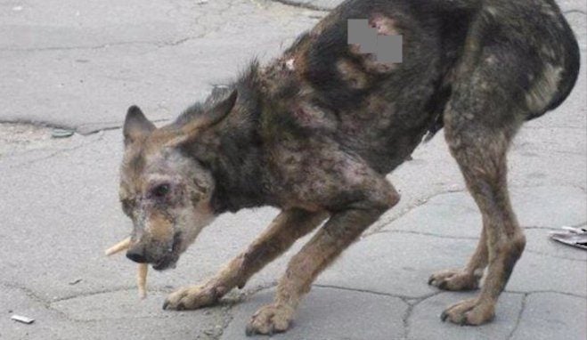 Couple See Photo of ‘Zombie’ Dog And Rescue Her When Nobody Else Would