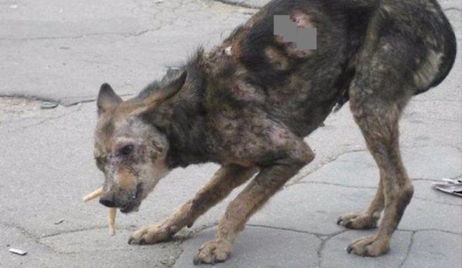street dog samara rescued