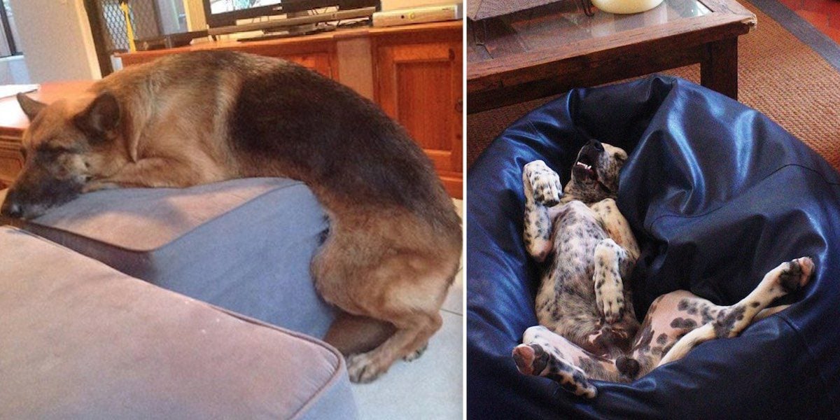 36 Dogs Caught Relaxing In Unusual Positions Prove Dogs Can Sleep Anywhere