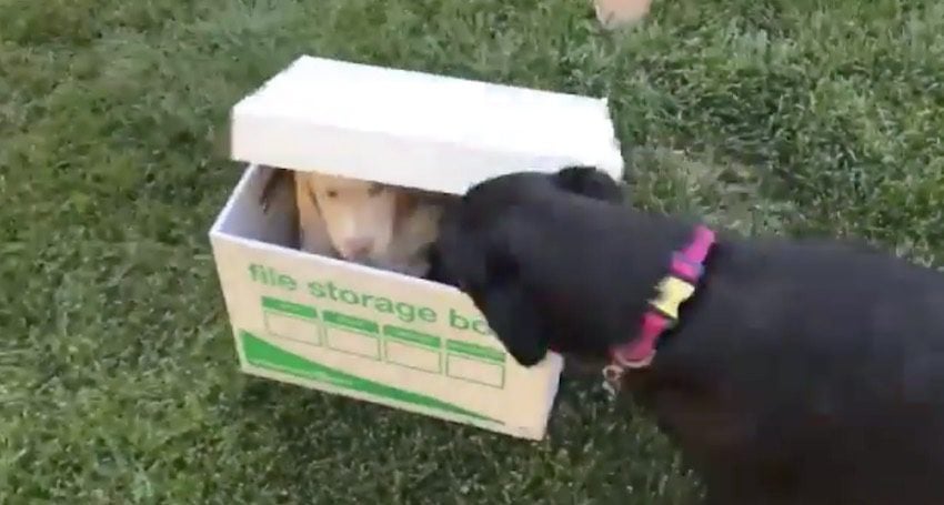 Dog Has The Best Reaction To Puppy Surprise