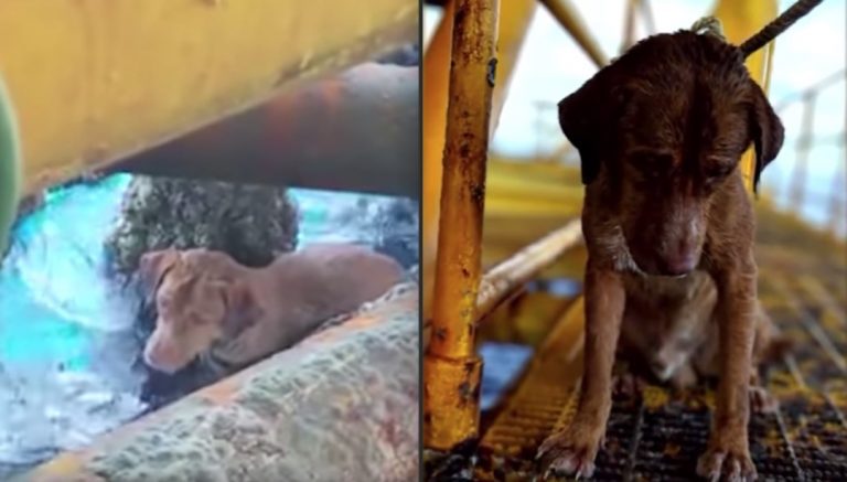 dog rescued by oil workers
