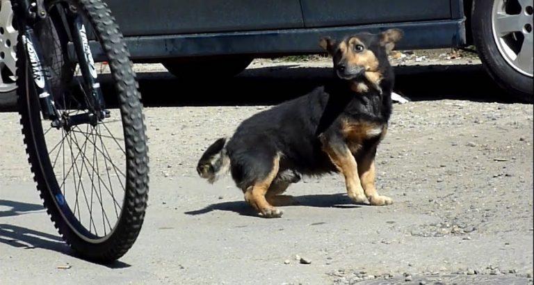 Buzu street dog rescued