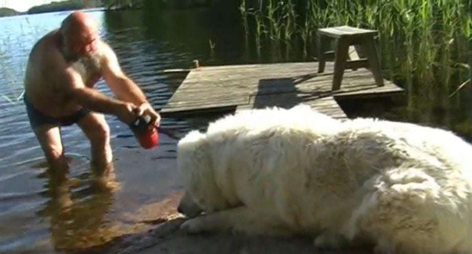 Dad Tries To Give Great Pyrenees A Bath But His Dog Has Other Ideas