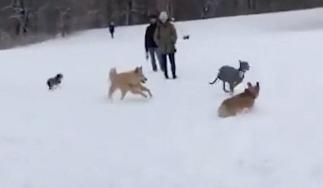 Greyhound Starts Zoomies Riot At The Dog Park