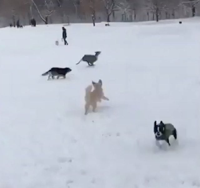 greyhound dog park