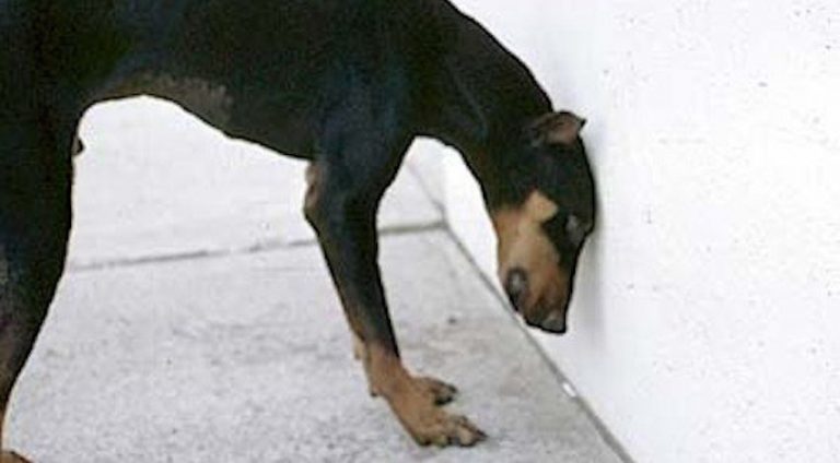 dog headpressing