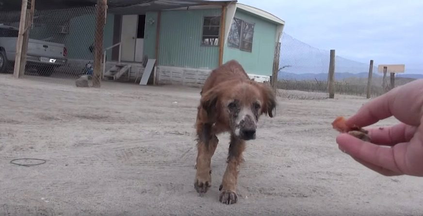 Sick Dog Abandoned At Border Crossing Finally Gets Helping Hand