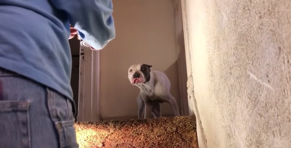 Dog Trapped For Two Weeks In Abandoned Home Only Wants To Touch His Rescuer