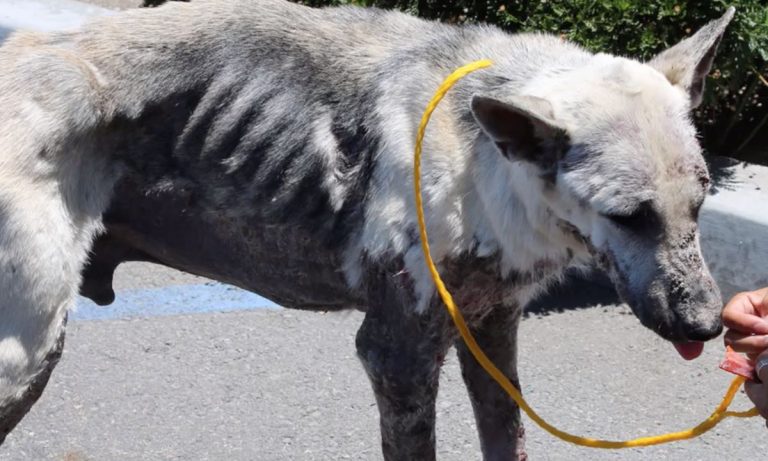 german shepherd with mange rescued