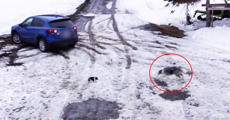 Australian Shepherd Dog Narrowly Saves Small Dog From Being Run Over