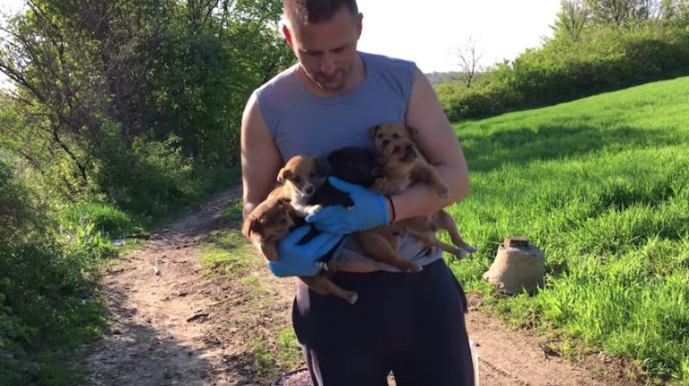 man rescues puppies