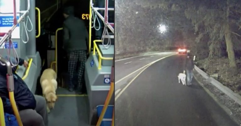bus driver saves dog