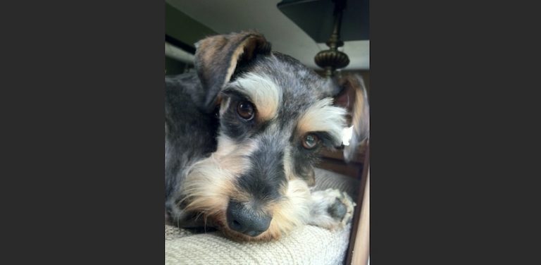 Man Adopts Dog From Shelter and Finds Bullet in His Back