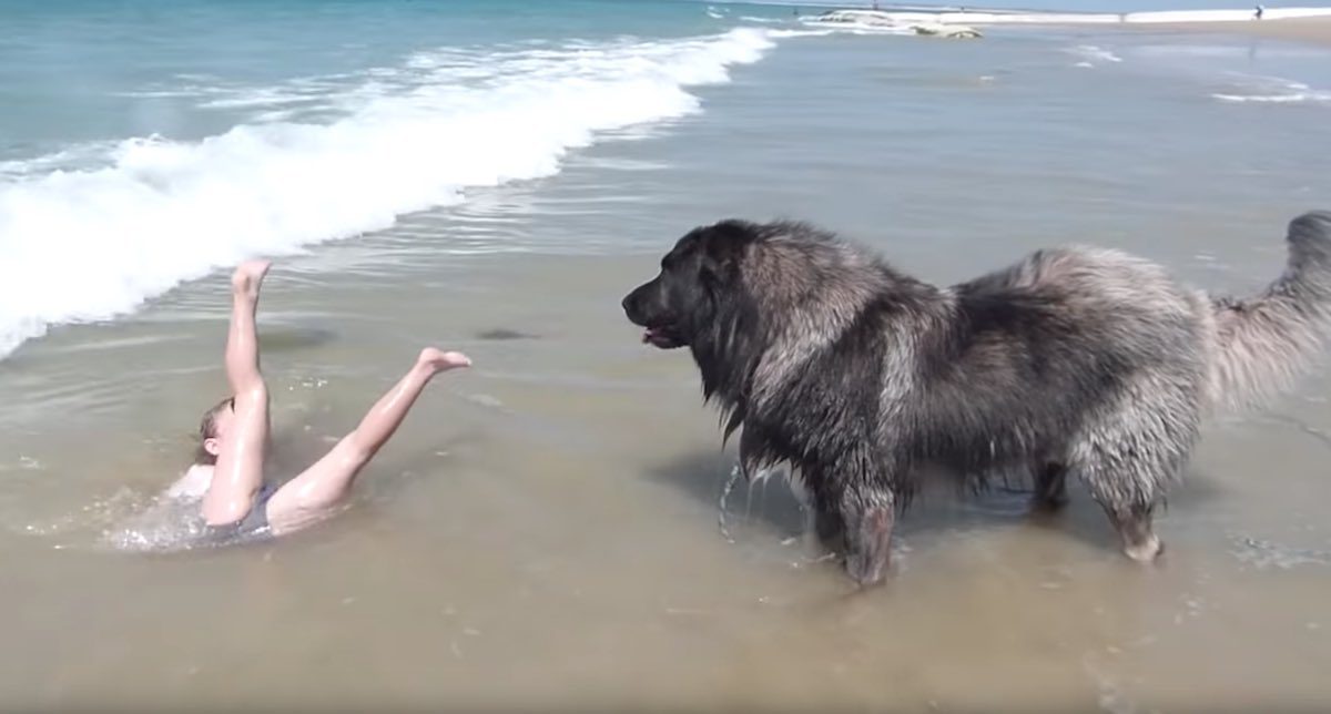 Dog Watching Girl Playing In Water Saves Her From ‘Evil Ocean Waves’