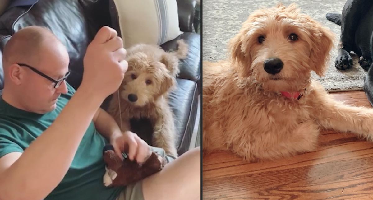 Granddad Sweetly Repairs Favorite Toy For Goldendoodle Puppy