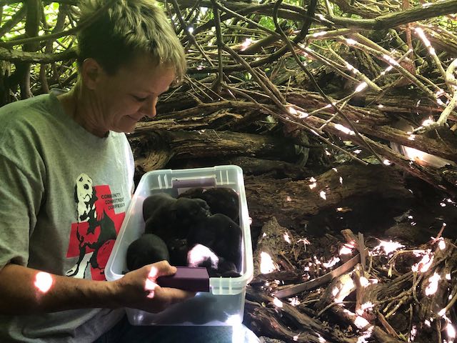 rescuer saves 13 puppies in bushes