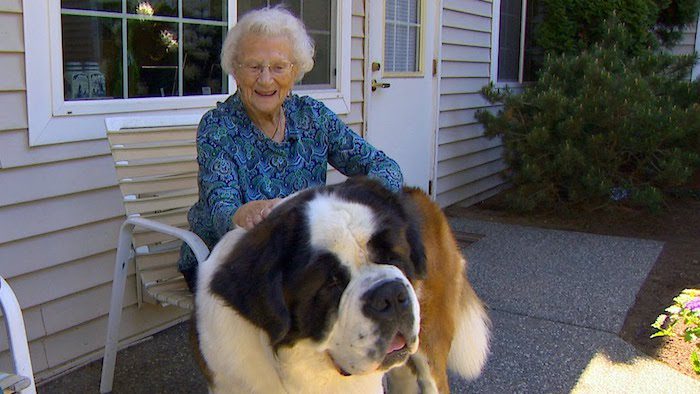 St. Bernard best friends with elderly woman