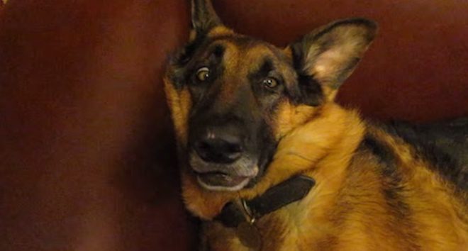 dog wakes up with goofy face