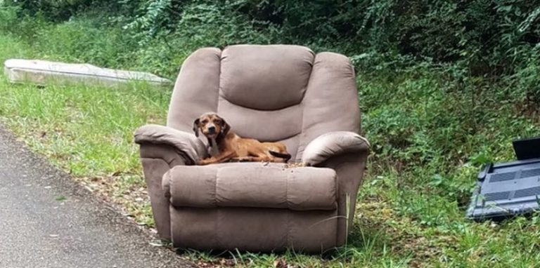 Puppy Dumped By Side of the Road in Arm Chair