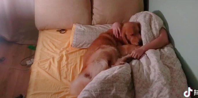 Man Hilariously Tries To Stop His Dog From Sleeping In His Bed