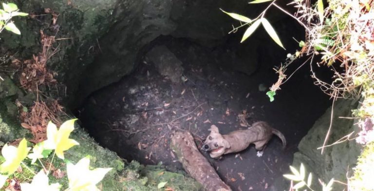 hiker rescues dog trapped in pit