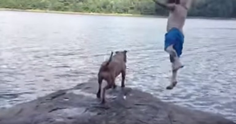 This Sweet Pit Bull Is Very Concerned When Her Dad Jumps In Lake