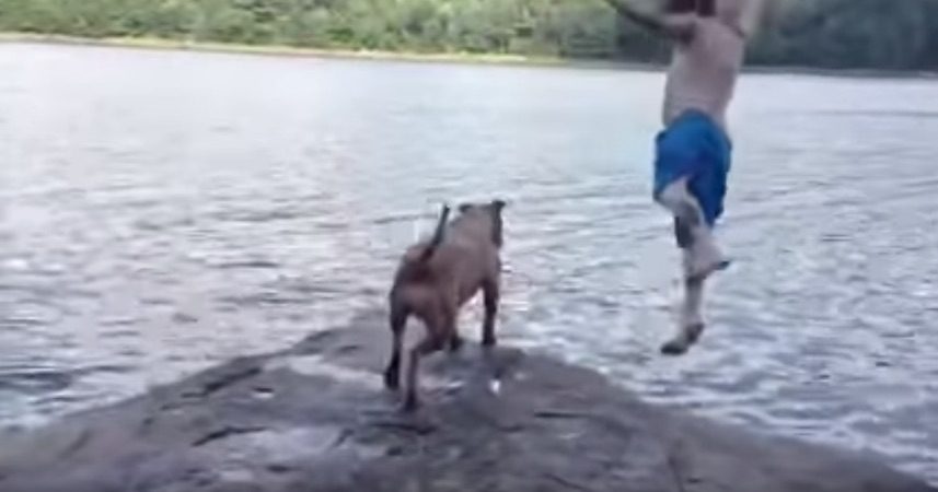This Sweet Pit Bull Is Very Concerned When Her Dad Jumps In Lake