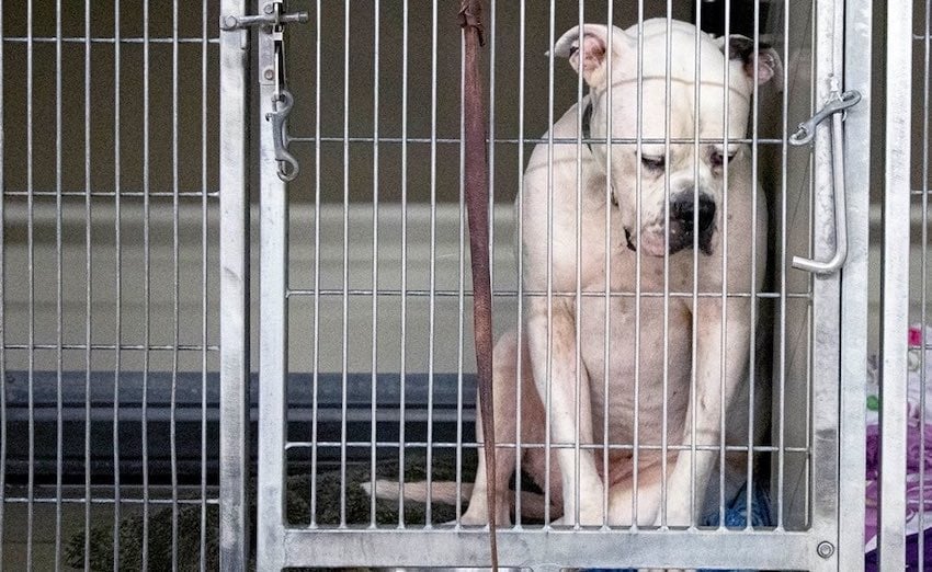 Heartbreaking Photo Of Dog In Shelter After His Family Leaves Him Goes Viral