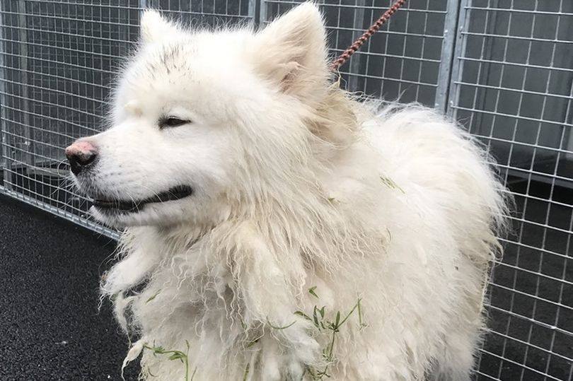 Stolen Dog Chained To Concrete Block And Dumped In Canal Reunites with Family