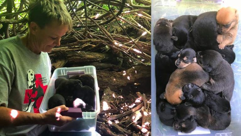 rescuers save 13 puppies