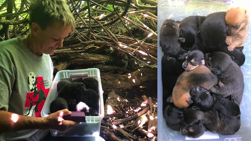 Mother Dog With Broken Foot Hides Her 13 Puppies To Keep Them Safe