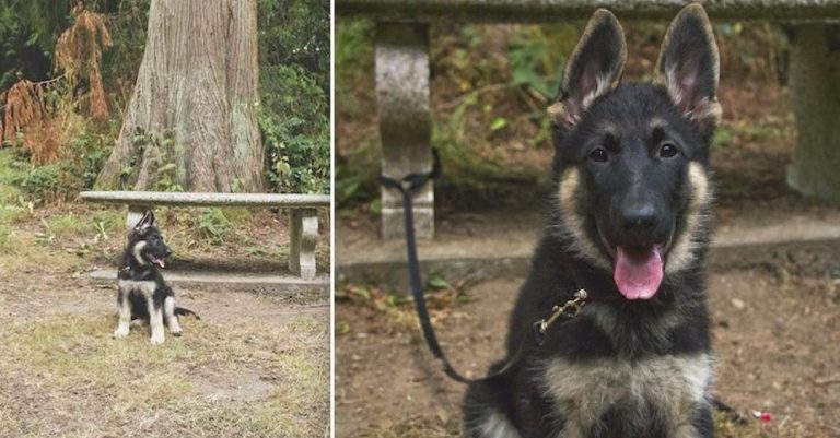 Puppy Helps Man Propose Marriage, Leads to First Family Portrait