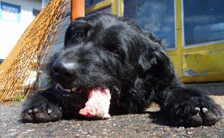 Toxic Foods for Dogs – Meats and Fish