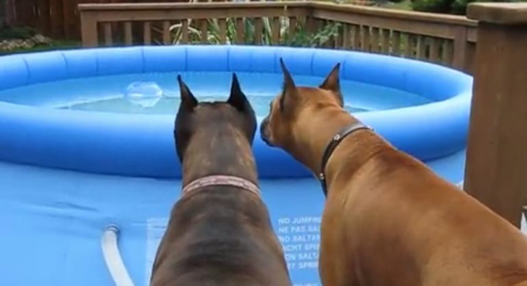 Funny Boxers Spooked By ‘Intruder’ in the Pool