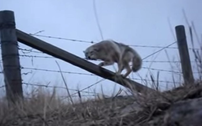 coyoted freed from barbed wire fence