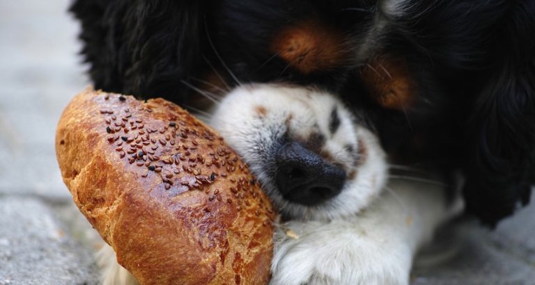 Toxic Foods for Dogs – Ingredients