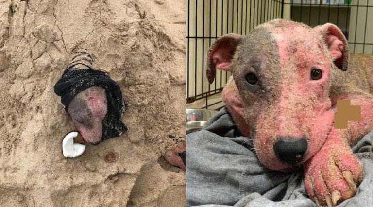 Puppy Found Buried Alive In Sand and Scorching Sun Gives Rescuers Her First Kisses