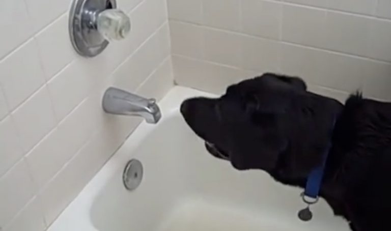Smart Labrador Retriever Figures Out How to Start Bath