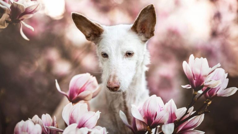 dog photographer of the year winner 2019