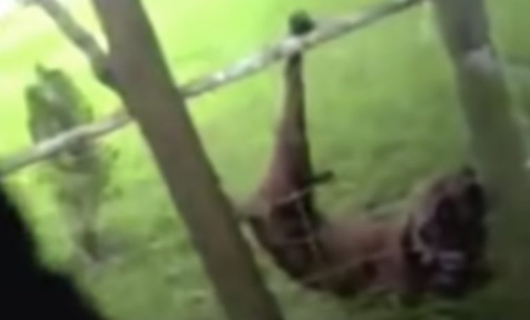 Grateful Dog Surprises Officer Who Frees Him From Fence
