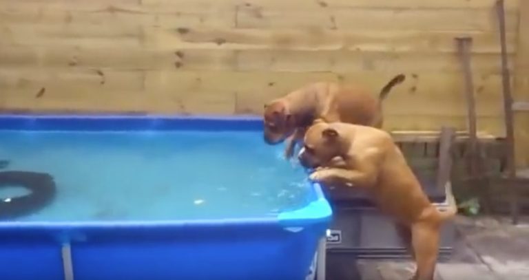Dogs Work Together To Retrieve Tire From Pool